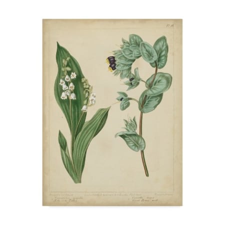Sydenham Edwards 'Cottage Florals Iv' Canvas Art,35x47